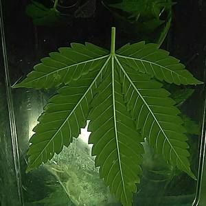 Meet your Posher, Mathan